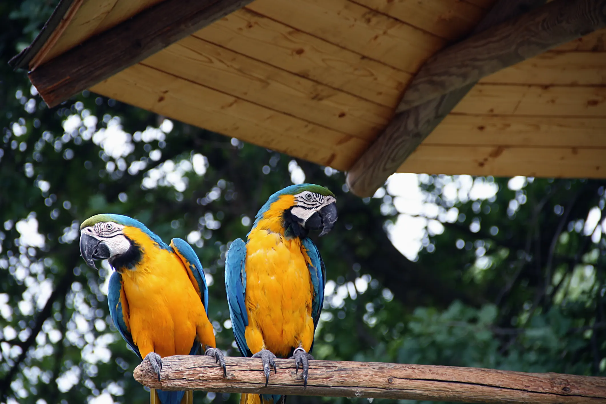 枝に並ぶ二羽の青と黄色のコンゴウインコ