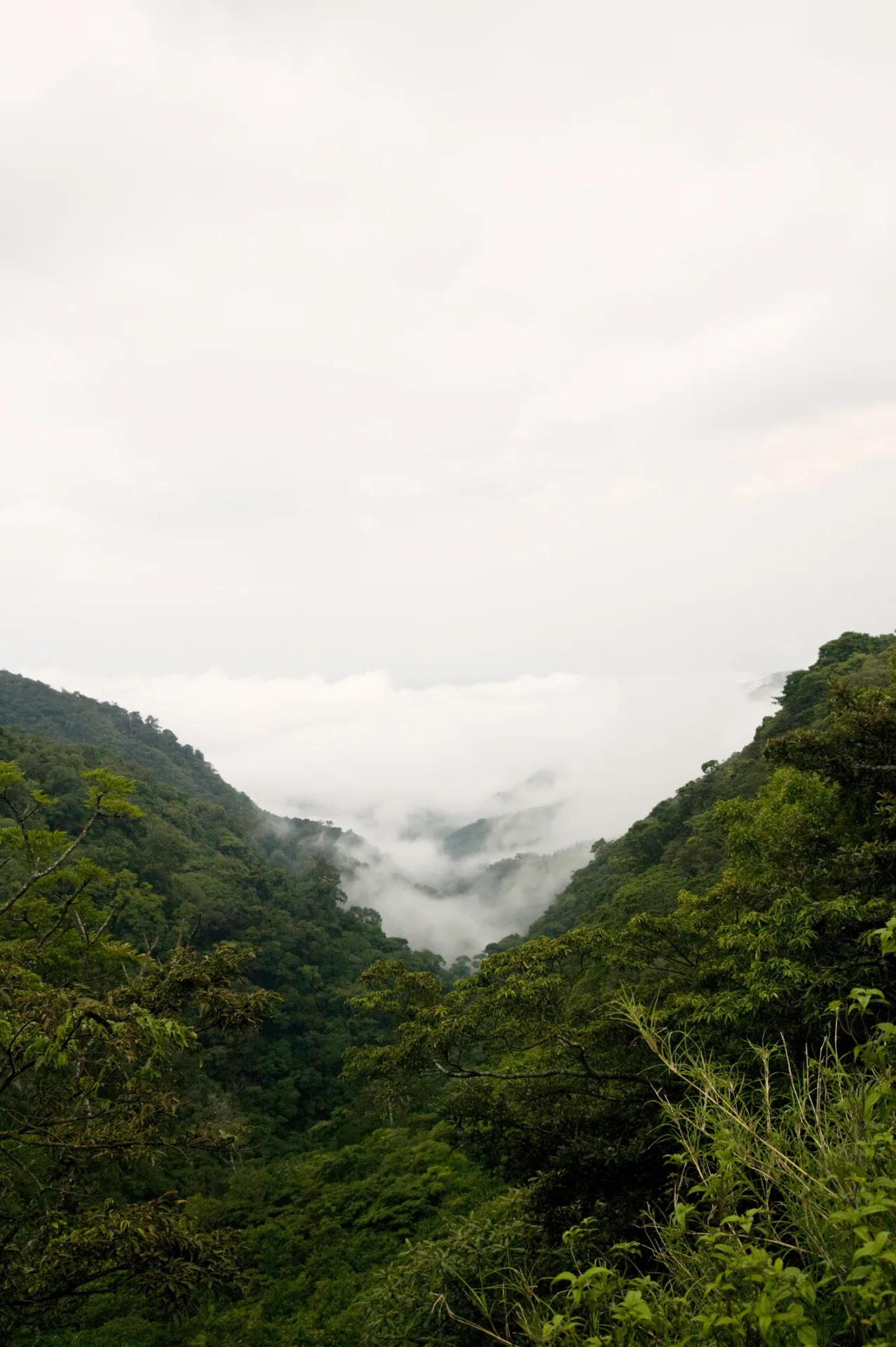 霧が深い緑の谷を覆うコスタリカの山地林
