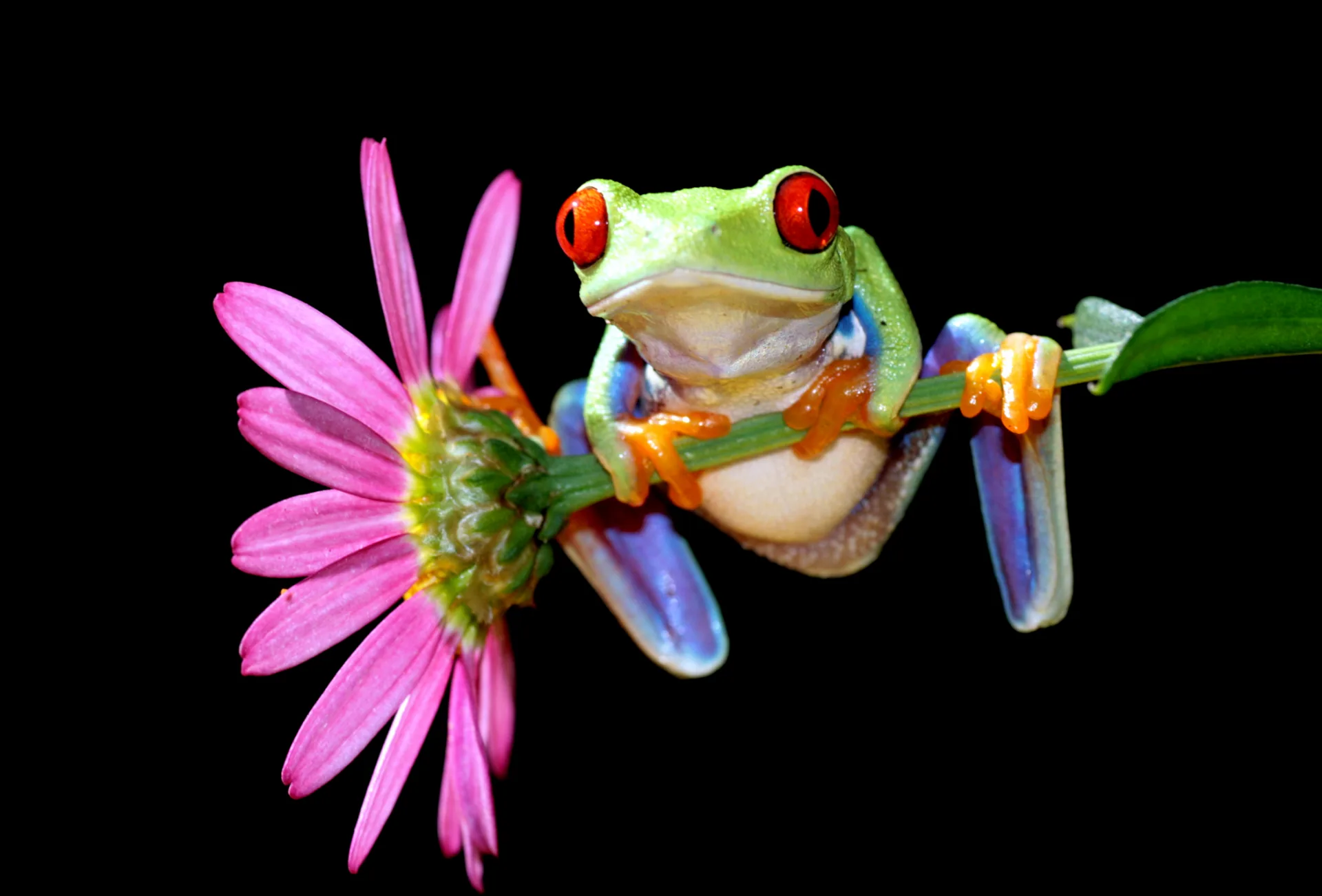 黒い背景でピンクの花と茎につかまるアカメアマガエル
