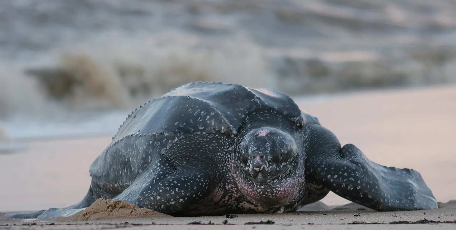 砂浜を進む大型のウミガメ