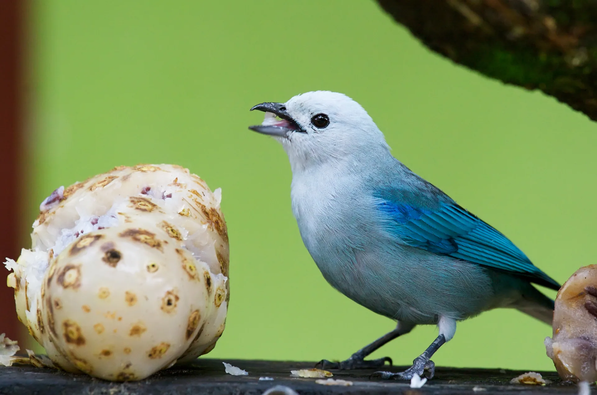 白い果実をついばむ青灰色の鳥